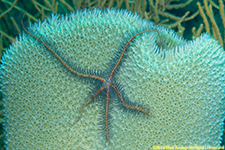 brittle star